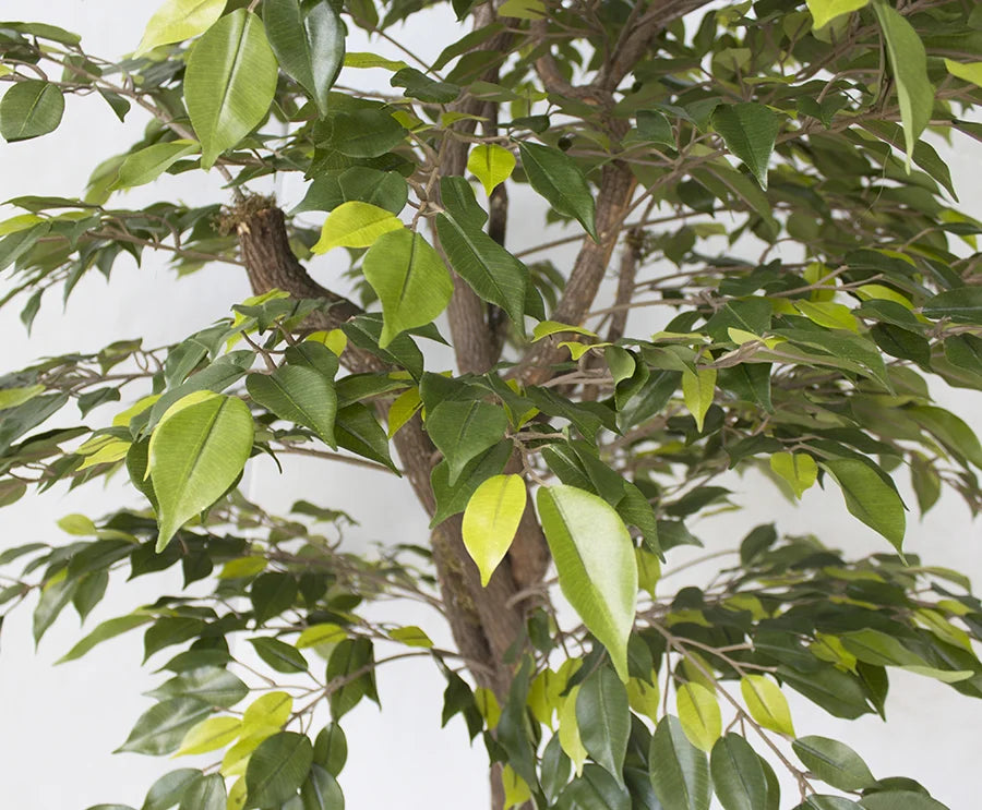 Artificial lime green mini ficus handmade tree
