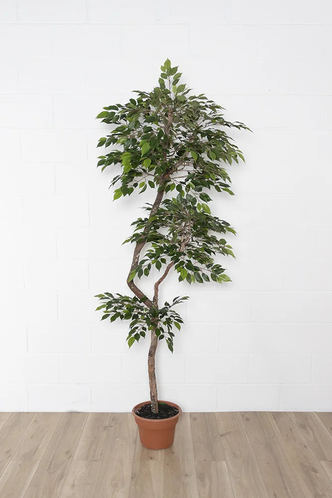 Artificial lime green mini ficus handmade tree