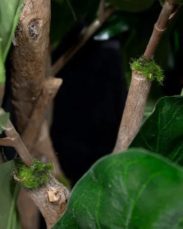 Fiddle-leaf fig tree with fire-retardant foliage