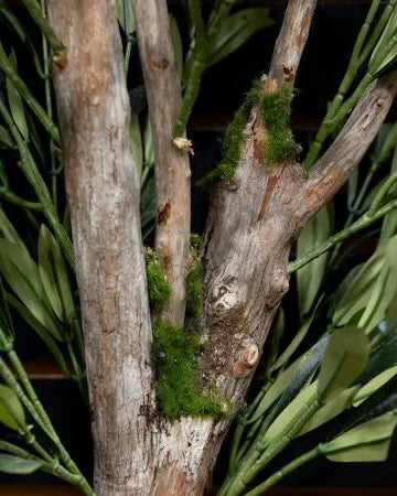 Olive tree with fire-retardant foliage