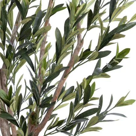 Olive tree with fire-retardant foliage