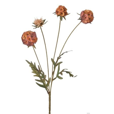 Coral autumn scabosia flower, 23”