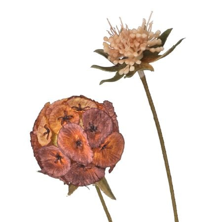 Coral autumn scabosia flower, 23”