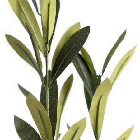 Olive tree with fire-retardant foliage