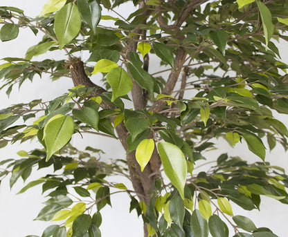 Artificial lime green mini ficus handmade tree