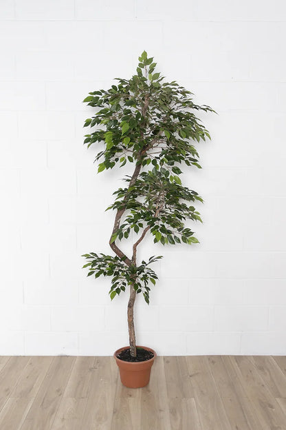 Artificial lime green mini ficus handmade tree