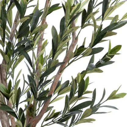 Olive tree with fire-retardant foliage